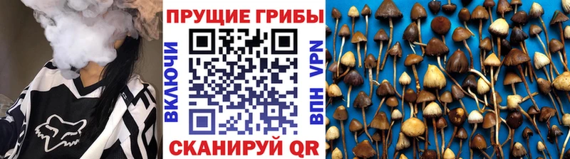 мега tor  где найти наркотики  Заводоуковск  Галлюциногенные грибы ЛСД 